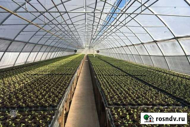 Участок СНТ, ДНП 1000 сот. на продажу в Северской Северская - изображение 1