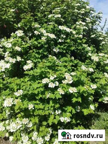 Участок СНТ, ДНП 10 сот. на продажу в Астрахани Астрахань - изображение 1