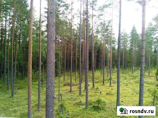 Участок СНТ, ДНП 10 сот. на продажу в Агалатово Агалатово - изображение 1