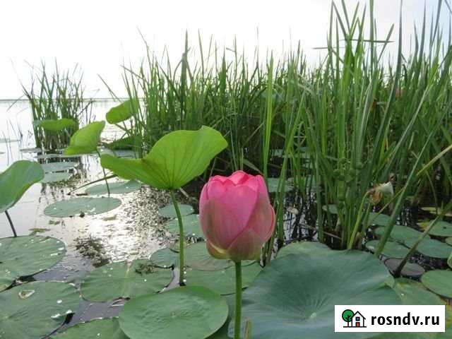 Дом 34.2 м² на участке 6 сот. на продажу в Оранжереях Оранжереи - изображение 1