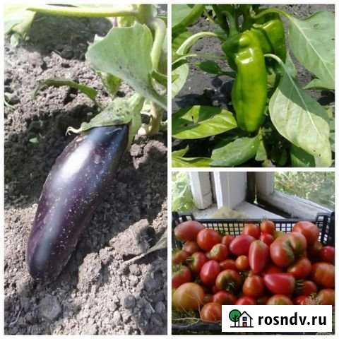 Дача 20 м² на участке 6 сот. на продажу в Петре Дубраве Петра Дубрава - изображение 1