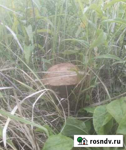 Участок СНТ, ДНП 200 сот. на продажу в Селижарово Селижарово - изображение 1