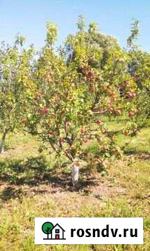 Участок ИЖС 25 сот. на продажу в Одоеве Одоев - изображение 1