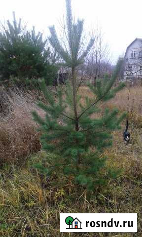 Участок СНТ, ДНП 12 сот. на продажу в Воронеже Воронеж - изображение 1