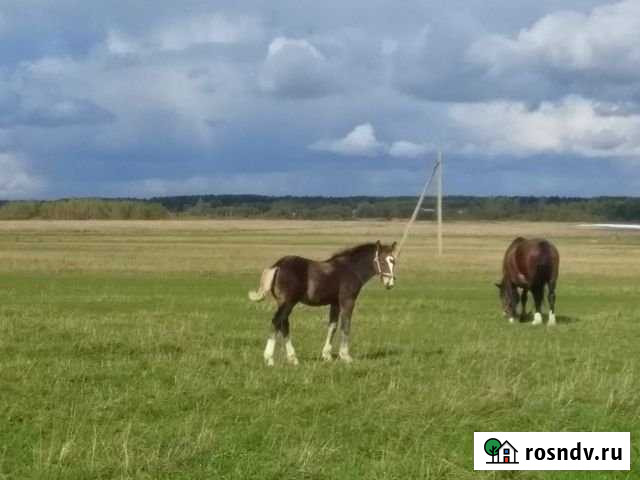 Участок СНТ, ДНП 30000 сот. в аренду в Шумячах Шумячи - изображение 1
