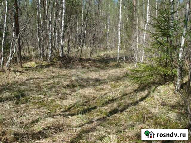 Участок ИЖС 8 сот. на продажу в Сосновом Бору Сосновый Бор - изображение 1