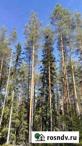 Участок СНТ, ДНП 10 сот. на продажу в Саперном Саперное - изображение 1