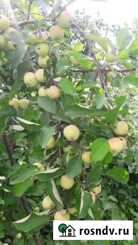 Дача 20 м² на участке 4 сот. на продажу в Рубцовске Рубцовск - изображение 1