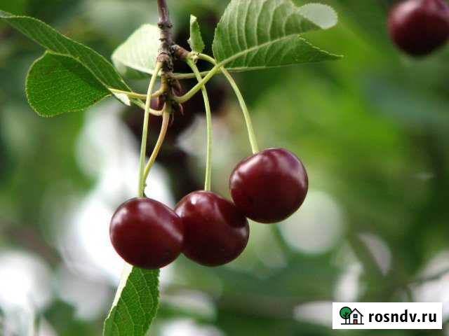 Участок СНТ, ДНП 8 сот. на продажу в Кургане Курган - изображение 1