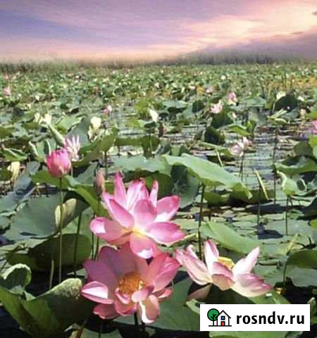 Дом 100 м² на участке 104 сот. на продажу в Приморско-Ахтарске Приморско-Ахтарск - изображение 1