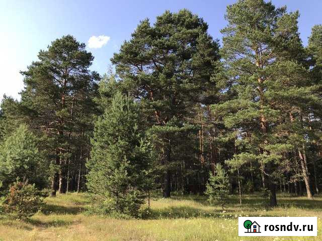 Участок ИЖС 300 сот. на продажу в Сосновском Сосновское - изображение 1