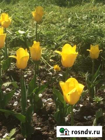 Дом 38 м² на участке 29 сот. на продажу в Данилове Данилов - изображение 1