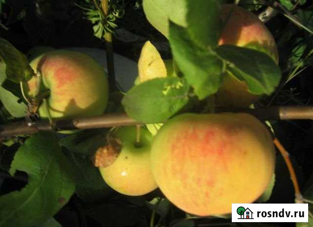 Дача 20 м² на участке 8 сот. на продажу в Омске Омск - изображение 1