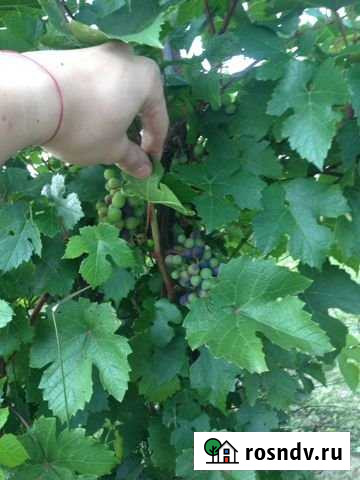 Участок СНТ, ДНП 6 сот. на продажу в Лукино Лукино - изображение 1