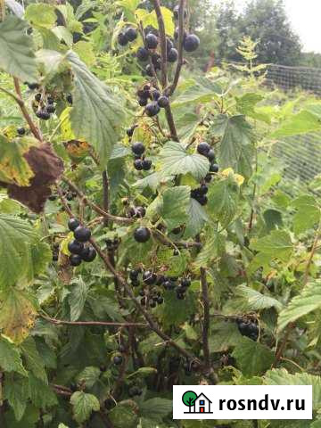 Участок СНТ, ДНП 6 сот. на продажу в Солнечногорске Солнечногорск - изображение 1