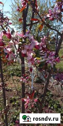 Дача 30 м² на участке 6 сот. на продажу в Чите Чита - изображение 1