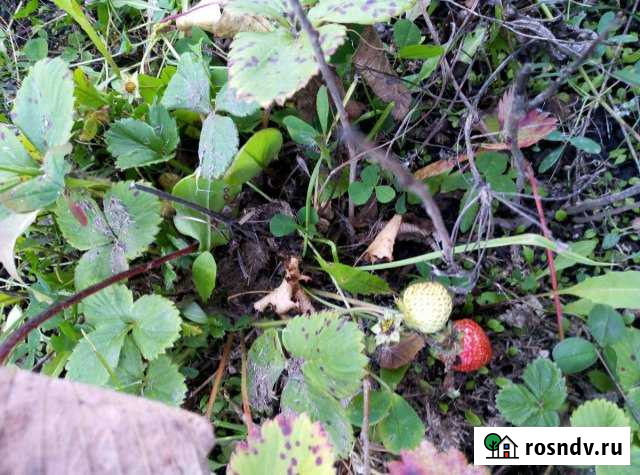 Участок СНТ, ДНП 6 сот. на продажу в Омске Омск - изображение 1