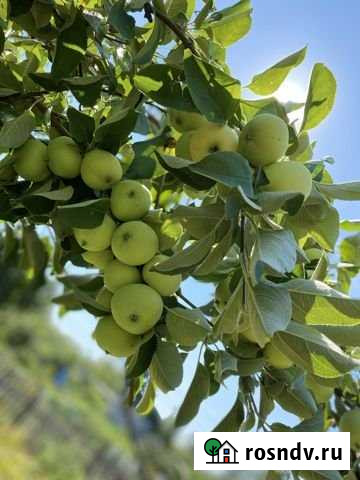 Дача 30 м² на участке 9 сот. на продажу в Рубцовске Рубцовск - изображение 1