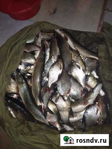 Дом 50 м² на участке 12 сот. в аренду посуточно в Тамбовке Астраханской области Тамбовка - изображение 1