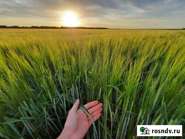 Участок СНТ, ДНП 350000 сот. в аренду в Колышлее Колышлей - изображение 1