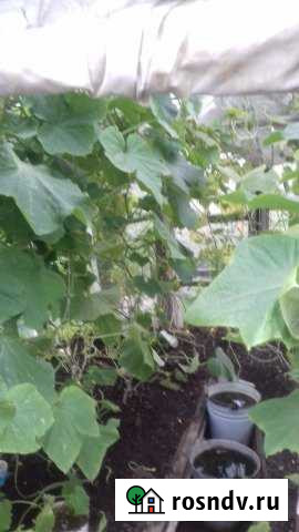 Дача 20 м² на участке 7 сот. на продажу в Магнитогорске Магнитогорск - изображение 1