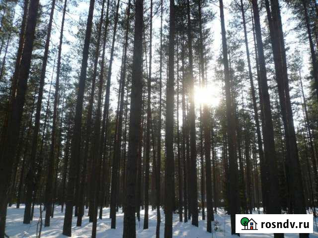 Участок ИЖС 197 сот. на продажу в Сестрорецке Сестрорецк - изображение 1