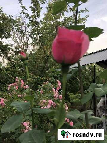 Дача 56 м² на участке 10 сот. на продажу в Краснодаре Краснодар - изображение 1