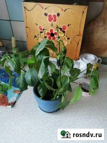 Комната 20 м² в 2-ком. кв., 6/9 эт. в аренду на длительный срок в Балашихе Балашиха - изображение 1