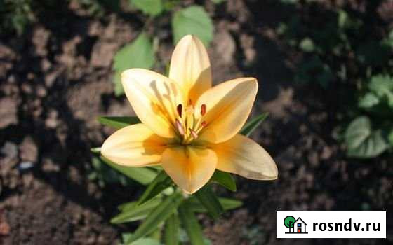 Участок СНТ, ДНП 6 сот. на продажу в Казани Казань - изображение 1