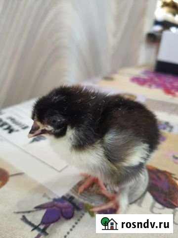 Дом 77 м² на участке 60 сот. на продажу в Каширском Каширское - изображение 1