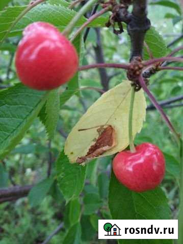 Участок ИЖС 5 сот. на продажу в Северном Белгородской области Северный - изображение 1