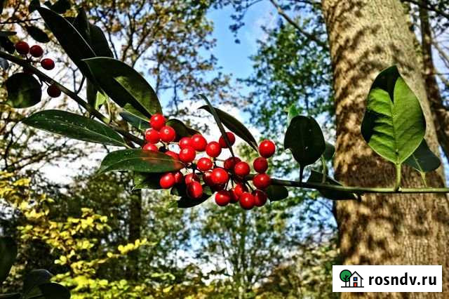 Участок ИЖС 66 сот. на продажу в Колтушах Колтуши - изображение 1