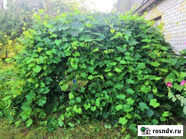 Дом 120 м² на участке 50 сот. на продажу в Невеле Невель - изображение 1