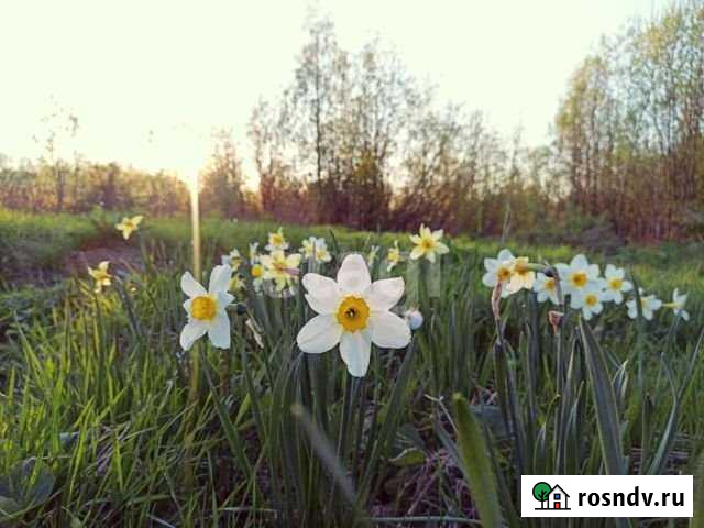 Участок ИЖС 20 сот. на продажу в Ухте Ухта - изображение 1