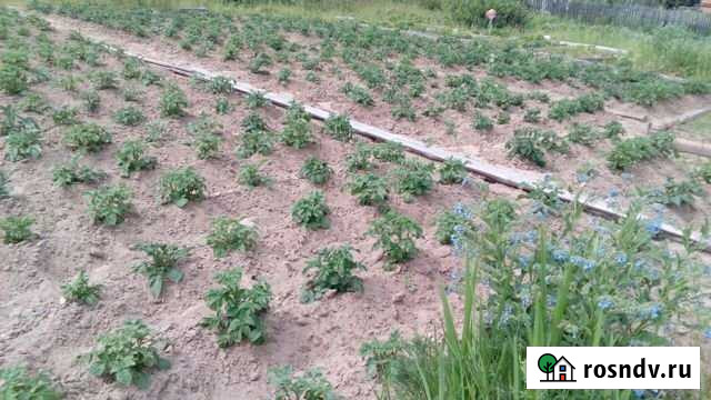 Участок СНТ, ДНП 12 сот. на продажу в Белоярском Ханты-Мансийского АО Белоярский - изображение 1