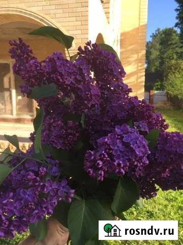 Участок ИЖС 16 сот. на продажу в Волоколамске Волоколамск - изображение 1