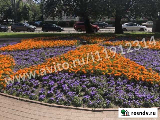 3-комнатная квартира, 74 м², 1/3 эт. на продажу в Калининграде Калининград - изображение 1