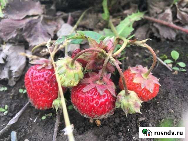 Дача 40 м² на участке 7.1 сот. на продажу в Памяти 13 Борцове Памяти 13 Борцов - изображение 1