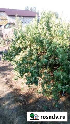 Дом 40 м² на участке 7 сот. на продажу в Оранжереях Оранжереи - изображение 1