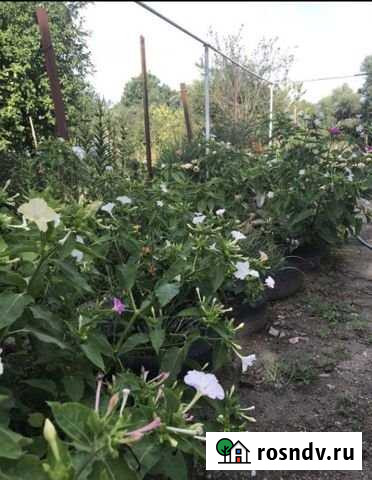 Дом 53 м² на участке 32 сот. на продажу в Великовечном Великовечное - изображение 1