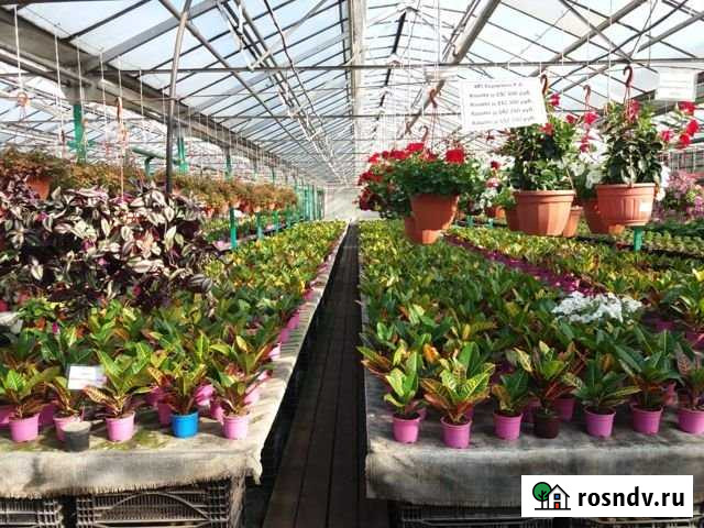 Теплица, 1000 кв.м. Лыткарино - изображение 1