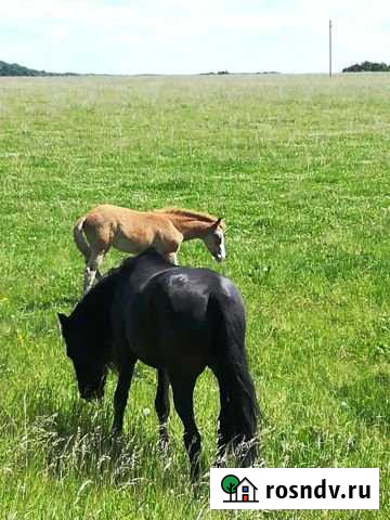 Участок ИЖС 15 сот. на продажу в Красной Горке Красная Горка - изображение 1