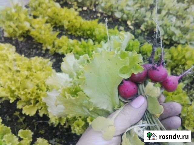 Участок СНТ, ДНП 6 сот. на продажу во Фрязино Фрязино - изображение 1