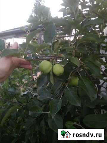 Дача 36 м² на участке 8 сот. на продажу в Березниках Березники - изображение 1