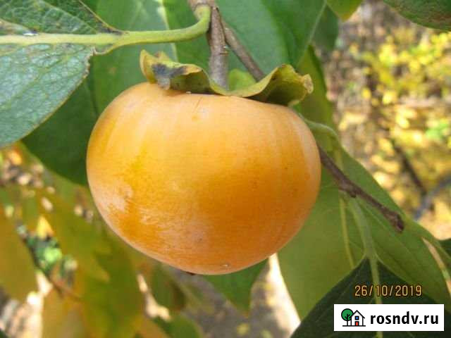 Участок СНТ, ДНП 3 сот. на продажу в Севастополе Севастополь - изображение 1