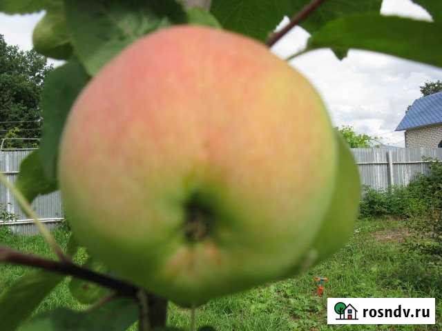 Участок СНТ, ДНП 10 сот. на продажу в Нижнем Новгороде Нижний Новгород - изображение 1