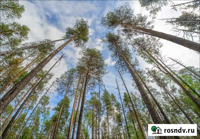 Участок ИЖС 48 сот. на продажу в Рощино Ленинградской области Рощино - изображение 1