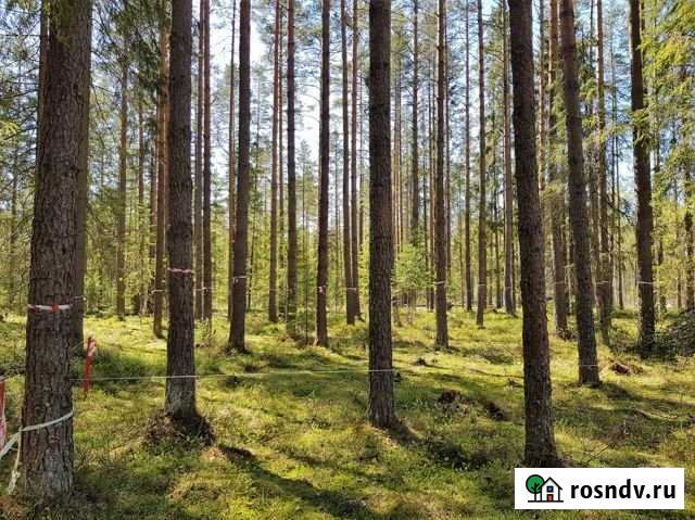 Участок ИЖС 20 сот. на продажу в Зеленогорске Ленинградской области Зеленогорск - изображение 1