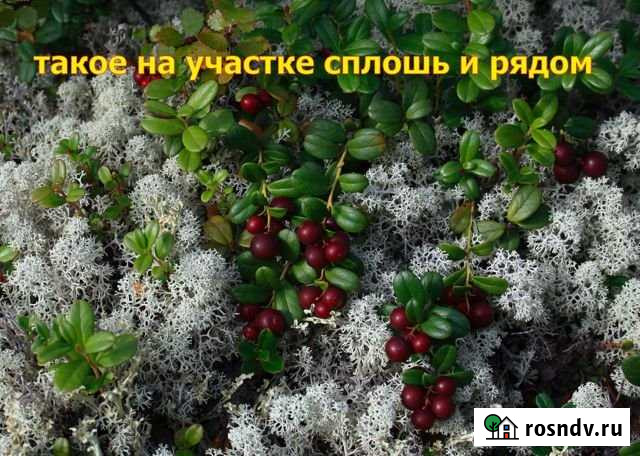 Участок ИЖС 11 сот. на продажу в Надыме Надым - изображение 1