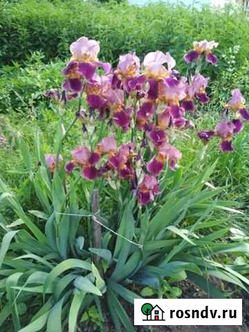 Участок СНТ, ДНП 7 сот. на продажу в Казани Казань - изображение 1